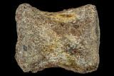 Hadrosaur (Edmontosaurus) Foot Bone - South Dakota #113605-2